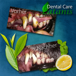 Zahnreinigungsgel Dental Care XP16vet