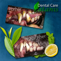 Zahnreinigungsspray Dental Care XP15vet